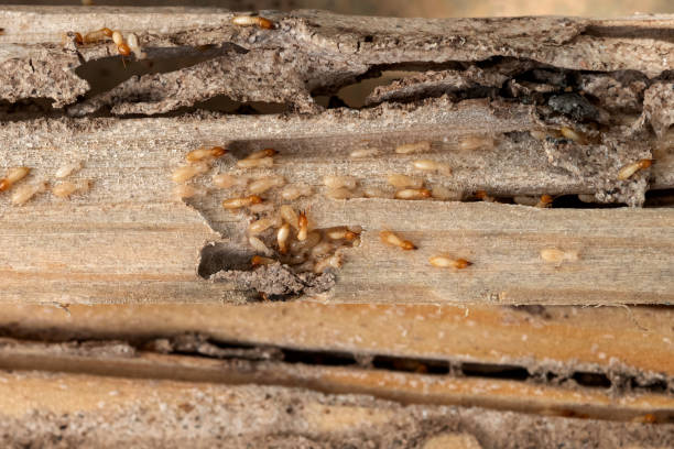 Best Affordable Pest Control Services  in Broad Creek, NC