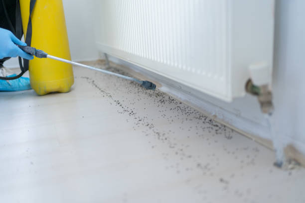 Best Exterminator Services  in Broad Creek, NC