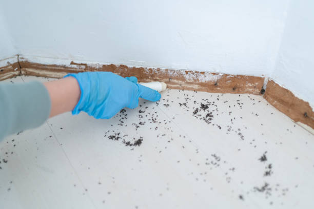 Best Wasp Removal Services  in Broad Creek, NC
